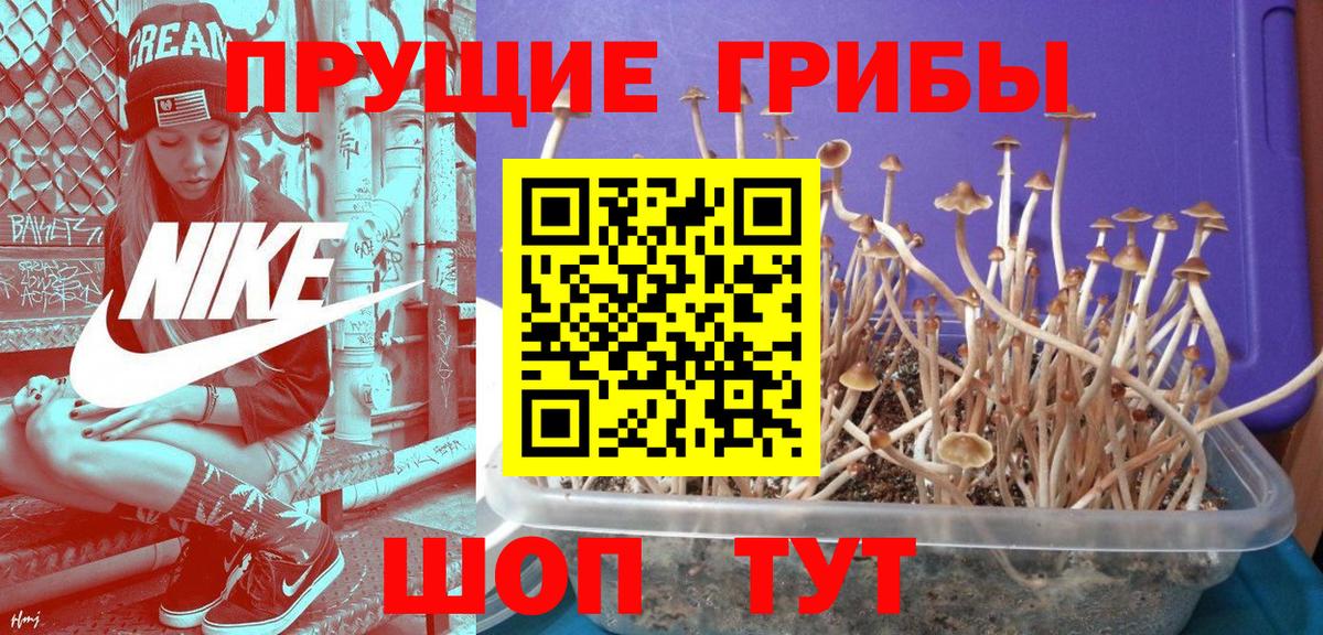 Псилоцибиновые грибы прущие грибы Кыштым